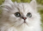 Purebred Persian kittens - Persian Kitten For Sale - Staten Island&comma; NY&comma; US