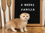 Vanilla - Scottish Fold Kitten For Sale - Puyallup&comma; WA&comma; US