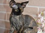 Terry - Devon Rex Cat For Sale - Norwalk&comma; CT&comma; US