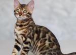 Maks - Bengal Cat For Sale - Norwalk&comma; CT&comma; US