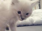Lion Lynx Point Ragdoll - Ragdoll Cat For Sale - Eau Claire&comma; WI&comma; US