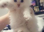 Kodiak FlamePoint Ragdoll - Ragdoll Cat For Sale - Eau Claire&comma; WI&comma; US