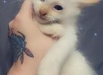 Boo FlamePoint Ragdoll - Ragdoll Cat For Sale - Eau Claire&comma; WI&comma; US