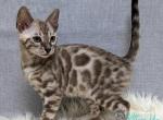 Samuel - Bengal Cat For Sale - Norwalk&comma; CT&comma; US