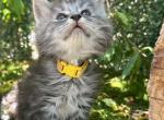 Dory gordon litter - Maine Coon Kitten For Sale - CA&comma; US