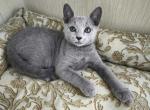 Sprite - Russian Blue Cat For Sale - Hollywood&comma; FL&comma; US