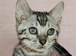 Silver Snow Male Brown Collar - Bengal Cat For Sale - Bradner&comma; OH&comma; US