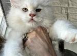 Br&ucirc;l&eacute;e - Maine Coon Cat For Sale - Boerne&comma; TX&comma; US