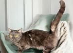 Jackie - Munchkin Cat For Sale - Neosho&comma; MO&comma; US