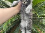 The fluffiest teddy bear of a girl - Maine Coon Cat For Sale - Jacksonville&comma; FL&comma; US