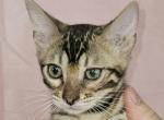 Brown Female Green Collar - Bengal Cat For Sale - Bradner&comma; OH&comma; US