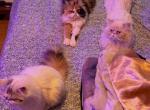 Wednesday And Mclovin Bundle Of Love ready for lov - Persian Kitten For Sale - Brooklyn&comma; NY&comma; US