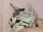 Silver Snow Female Pink Collar - Bengal Cat For Sale - Bradner&comma; OH&comma; US