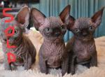 Two female aviable - Sphynx Kitten For Sale - Brooklyn&comma; NY&comma; US