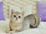 Rikki1 - British Shorthair Cat For Sale - Los Angeles&comma; CA&comma; US
