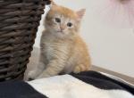Kitty male - Siberian Kitten For Sale - Scranton&comma; PA&comma; US