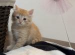 Kitty male - Siberian Cat For Sale - Pittston&comma; PA&comma; US