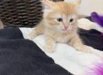 Kitty male - Siberian Cat For Sale - 