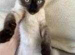 Siamese - Siamese Cat For Sale - Agawam&comma; MA&comma; US
