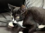 Black and white kitten - American Shorthair Cat For Sale - Agawam&comma; MA&comma; US