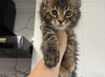Bunny - Maine Coon Cat For Sale - Wrightstown&comma; NJ&comma; US