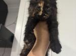Sunny - Maine Coon Cat For Sale - Wrightstown&comma; NJ&comma; US