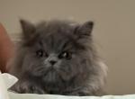 Persian kittens - Persian Kitten For Sale - Manassas&comma; VA&comma; US