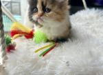 Calico - Persian Cat For Sale - Rochester&comma; NY&comma; US