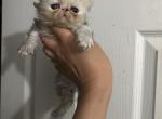 Tortoise female Persian - Persian Kitten For Sale - MA&comma; US
