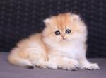 Eva - British Shorthair Cat For Sale - Norwalk&comma; CT&comma; US