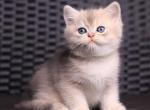 Jett - British Shorthair Cat For Sale - Norwalk&comma; CT&comma; US