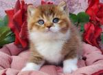 Buddy - British Shorthair Cat For Sale - Norwalk&comma; CT&comma; US