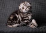 Nika - Scottish Fold Cat For Sale - Hollywood&comma; FL&comma; US
