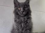 Torr - Maine Coon Cat For Sale - Miami&comma; FL&comma; US