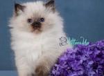 J adore - Siberian Cat For Sale - Pembroke Pines&comma; FL&comma; US