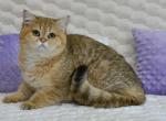 Taiti 1 - British Shorthair Cat For Sale - Los Angeles&comma; CA&comma; US