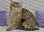 Taiti - British Shorthair Cat For Sale - Los Angeles&comma; CA&comma; US