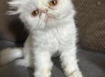White Persian cat female - Persian Cat For Sale - MA&comma; US