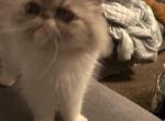 Silverpoint Persian cat female - Persian Cat For Sale - MA&comma; US