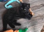Polydactyl Maine Coonish Duchess Fluffybritches - Polydactyl Cat For Sale - WI&comma; US