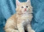 Simon - Maine Coon Cat For Sale - Brooklyn&comma; NY&comma; US