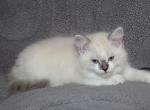Dusty - Ragdoll Cat For Sale - Bethesda&comma; MD&comma; US