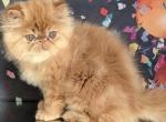 Simba - Persian Cat For Sale - Hollywood&comma; FL&comma; US