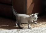 BUTTON LITTLE BIT GIRL - Siamese Cat For Sale - Bryan&comma; TX&comma; US