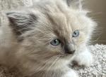 Storm - Ragdoll Cat For Sale - Denver&comma; PA&comma; US