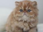Michelle - Persian Cat For Sale - Pembroke Pines&comma; FL&comma; US