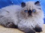 Nicoll - Persian Cat For Sale - Pembroke Pines&comma; FL&comma; US
