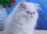 Nice - Persian Cat For Sale - Pembroke Pines&comma; FL&comma; US