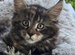 Sara - Maine Coon Cat For Sale - Wilmington&comma; DE&comma; US