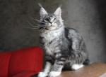 Maine Coon A Sapfira - Maine Coon Cat For Sale - Brooklyn&comma; NY&comma; US